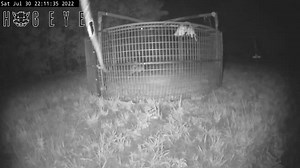 So you’ve been trying to catch this big trouble maker for days but he always gives you the slip. With the #hogeyecamera system you’ll know exactly when he’s there and exactly when he’s in the center of the trap. All you have to do then is drop your trap, gate or tarp with a single push of a button. All from the comfort of your home. You say “what if I’m asleep” the alert system will let you know you have activity, roll over push the button and go wack’em in the morning 💪 | HogEye Trap Cameras