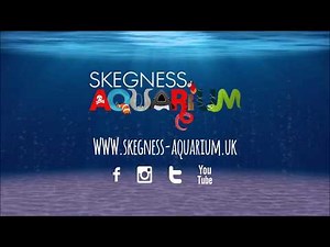 BSAC Shark Educational Dive Experience at Skegness Aquarium - Promotional Video