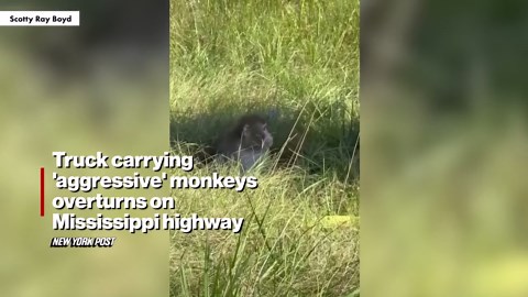 Truck carrying 'aggressive' monkeys overturns on Mississippi highway