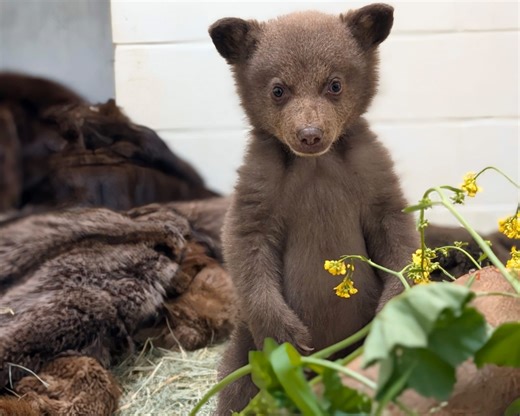 PHOTOS: Abandoned baby bear cub thriving after month of care at Ramona Wildlife Center