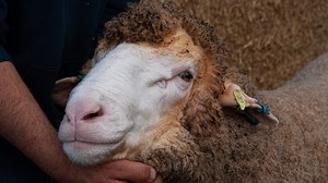 White River Merinos - Poll Merinos