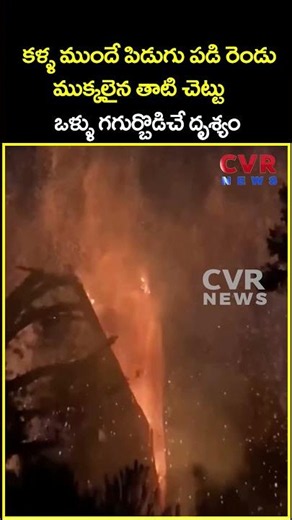 కళ్ళ ముందే పిడుగు పడి రెండు ముక్కలైన తాటి చెట్టు ఒళ్ళు గగుర్బొడిచే దృశ్యం | Viral Video | CVR News