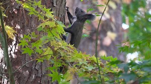Squirrel on a tree trunk. Eurasian Gray Tree squirrel or Abert's squirrel Sciurus vulgaris on a pine tree trunk in Autumn Forest in Seoul, South Korea