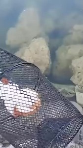 48K views · 275 reactions | Dive into this Lego fish adventure!  #DIYMagic #FishTankFrenzy #MiniatureAquarium #CreativityUnleashed #LegoLovers #reels | CEO Fishing | Facebook