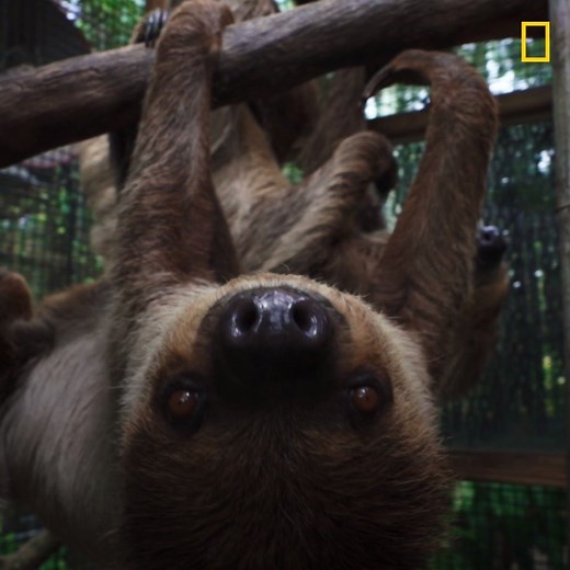 Happy International Sloth Day! Enjoy this soothing video of sloth-tastic facts. | National Geographic Animals