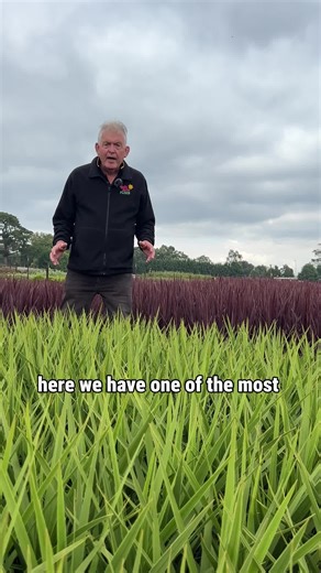 Hello Hello Plants on Instagram: "Low maintenance and colourful, Cordylines are the perfect addition to your garden.  Explore our range of Cordylines here: https://www.thetutuguru.com.au/product-category/plant-types/grasses-cordylines-flaxes/cordyline/ #hellohelloplants #nursery #melbourne #australia #beautifulplants #Cordylines #wintercolours"