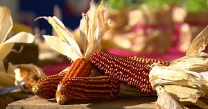 Stonc de prodoc locai, fruc de la tera e musega per dut l dì tel zenter de Busan