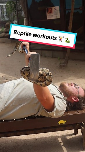 Try out some of these new reptile exercises! #reptile #exercise #skit #funny