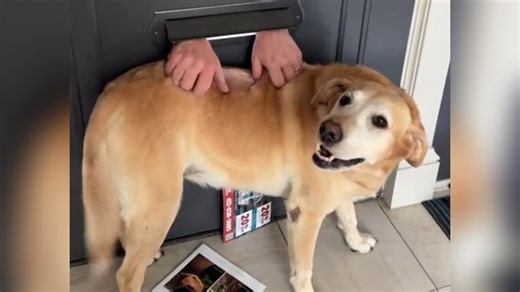 Mailman cuddles dog through mail slot - and goes viral