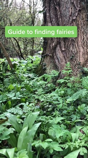 Exploring the Enchanting World of Fairies