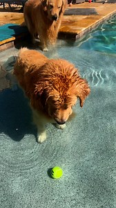 Pool bubbles #goldenretriever #dogsofinstagram #tub | The Golden Bros Tub & Blue