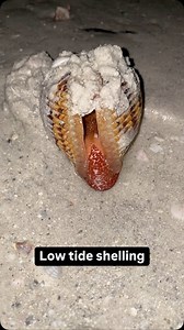 5.2K views · 2.8K reactions | Low tide shelling. Some empty, some alive! #beachfinds #seashells #mollusks #shelling #swfl | Let's Go Shelling | Facebook