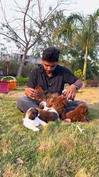 Poodle, Golden Retriever, Shih Tzu & Yorkshire Terrier — pure love in every paw at Pet House Hubli.