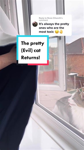 Funny Cat Attacks Man - Hilarious Reunion!