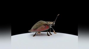 Planet Insect Season 1 Episode 1