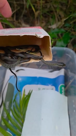 Releasing freshly hatched Common Tree Snakes! 🥹🐍 This gorgeous clutch was incubated by Heather and hatched successfully! Stu was stoked to get these little babies out into the wild! | Sunshine Coast Snake Catchers 24/7