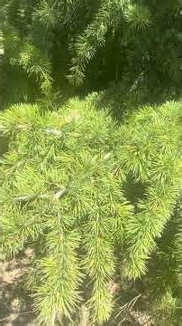 Deodar cedar (Cedrus deodara) #deodarcedar