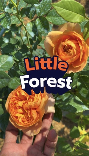 แชร์คลิปนี้ไว้เป็นอุทาหรณ์ สำหรับคนชอบดูไลฟ์สดช่องนี้ ..!!!! เพราะเราเจอมากับตัว สวนกุหลาบ Little Forest #littleforestเรารักต้นไม้ทุกต้น #กุหลาบสายพันธุ์ใหม่ #สวนกุหลาบlittleforest ##กุหาบ#ก้องภพเซาะรีวิว