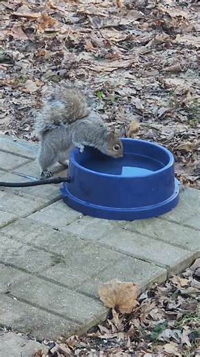 Long drink of warm water and plans to capture squirrel.