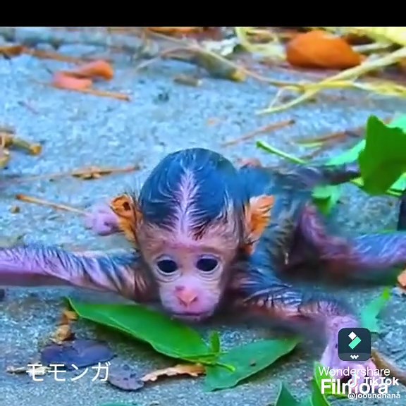 捨てられた赤ちゃん猿の感動的な物語