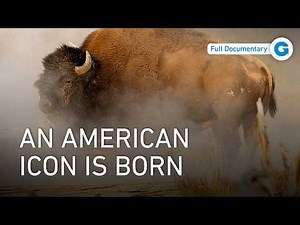 American Bison: Yellowstone National Park’s Iconic Survivor | Full Documentary