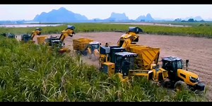 中国广西：现代化收甘蔗技术