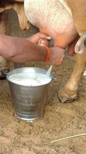 மிக குறைந்த விலையில் பால் கறவை இயந்திரம் விற்பனைக்கு Mini Milking Machine sales | #dairyfarm