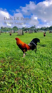 Lacy Roundhead | Warren Kenneth Larraga