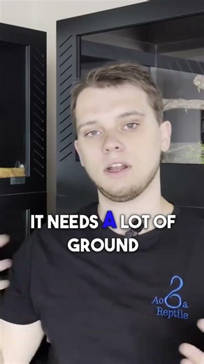 What do a Carpet Python need ?