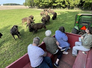 Indiana Grown: White Oaks Bison Farm