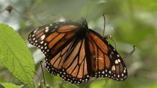 Scientists use new technology to track individual monarch butterfly migrations