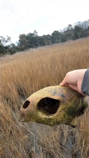 Why Is Turtle Shell Found? #shorts