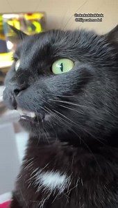 Sound Collection | I Meow You