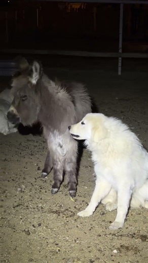 Mini Donkey playing with Dog! #farming