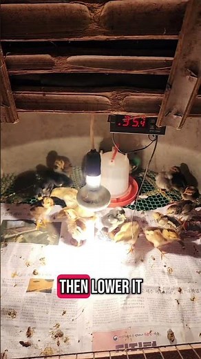 Perfect Brooder Temperature for Healthy Chicks | Week-by-Week Guide