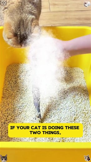 Give Your Cat the Best Experience.#cat #healthcare #catlover #catsoftiktiok #fyp