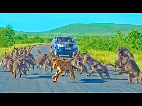 Leopard has all-out Brawl With 50 Baboons - Different Angle