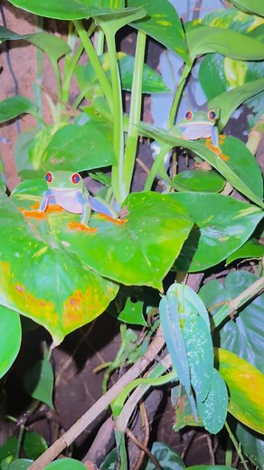 1.6K views · 16 reactions | Agalychnis callidryas (commonly known as the red-eyed tree frog or red-eyed leaf frog)  Kingdom: Animalia Phylum: Chordata Class: Amphibia Order: Anura Family: Hylidae Genus: Agalychnis Species: A. callidryas #frog #frogs #frogsofinstagram #cuteanimals #cute #cutepets #pet #pets #animal #animals #wildlife #treefrog #treefrogs #reptile #reptiles #reptilesofinstagram #leaf #leaves #plant #plants #houseplants #terrarium | Qelicera | Facebook