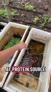 Pakain ng tama, alaga magparami #crayfishfarmingphilippines #crayfish #crayfishfarming | Crayfish Binangonan RIZAL