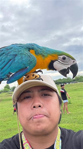 I love you, Tokyo 🦜 #blueandgoldmacaw #birdsoftiktok #parrot #fyp #foryoupage