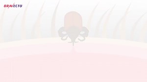 18K views · 46 reactions | Bravecto tres meses sin garrapatas o pulgas, Evítales a tus mascotas enfermedades mortales transmitidas por estos ectoparásitos. | Maxcot | Facebook