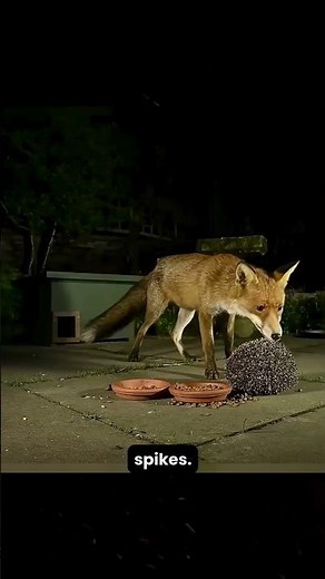How Hedgehogs Turn Into Spiky Balls 🦔✨