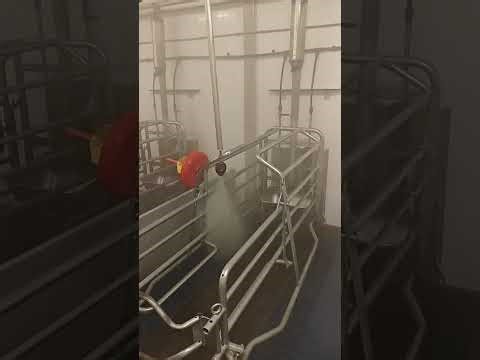 Cleaning without staff: EVO Cleaner at work in a pig stable