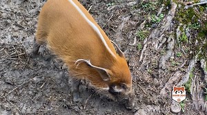 We’re in the final stretch of the Good Zoo Donor Challenge! With only a few days left, we’re within striking distance of making goal to receive our $10,000 in matching funds. Watch Mckenna, our animal keeper discuss our commitment to animal well-being and training. Your contribution can make a difference with our programs! Please give your gift here 👉https://bit.ly/3Izy8hO | Oglebay Good Zoo