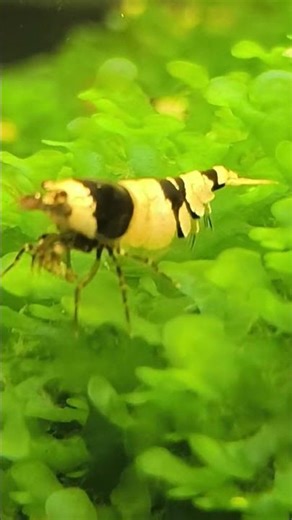 Crevette Crystal Black : une beauté dans l’aquarium 🦐