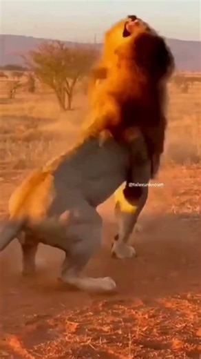 Two Lions. One Territory. No Mercy 🦁🔥 | Wildlife Fight (AI Short)