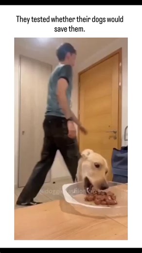 global Jokes on Instagram: "This instagram viral video compilation from TikTok pranks shows dogs mostly ignoring staged "attacks" on owners, with many continuing to eat, illustrating that perceived danger influences protective responses more than visual cues alone. Scientific research, including a 2015 study in Animal Cognition, confirms dogs can detect human fear through volatile compounds in sweat, explaining why these pets dismiss the fake scenarios lacking authentic stress signals. User repl