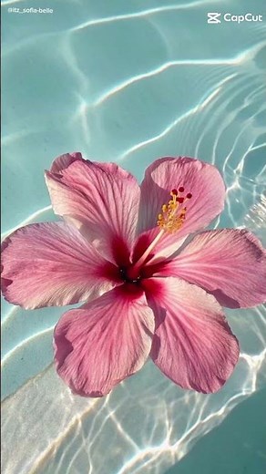 summer wallpaper ideas 💕