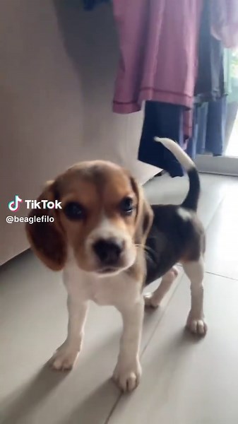 Beagle Pulinho Cabritinho: O Meme dos Cães