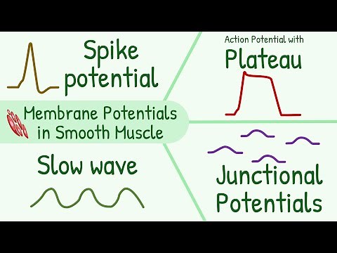Membrane Potentials in Smooth Muscle || Spike Potential, Plateau, Slow Wave, Junctional Potential
